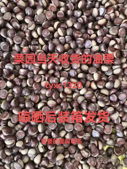 栗子实物拍摄